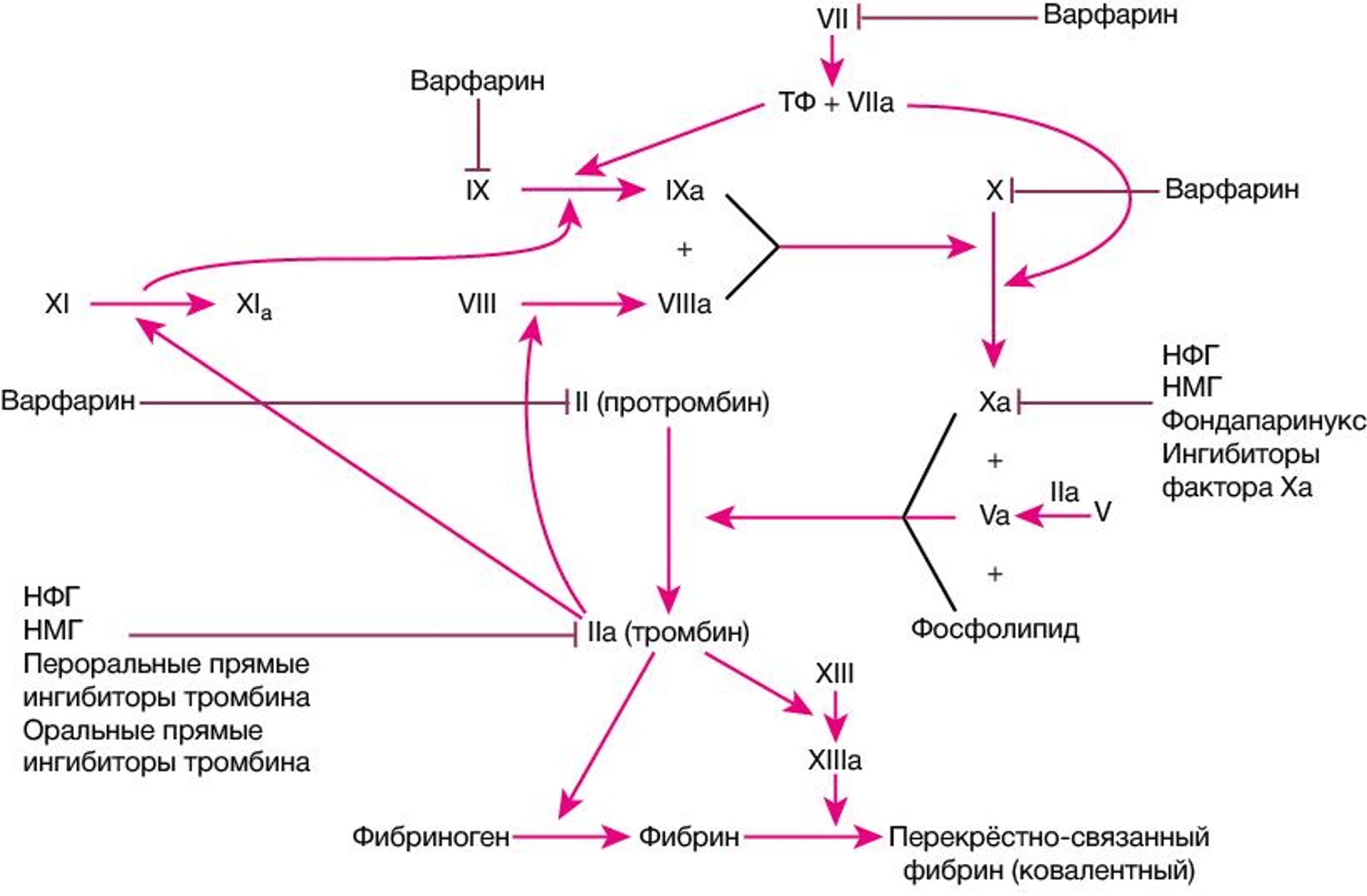 Фибринолитический путь