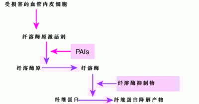 纤维蛋白溶解途径