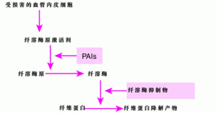 纤维蛋白溶解途径