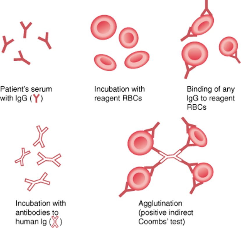 Indirect Antiglobulin (Indirect Coombs) Test