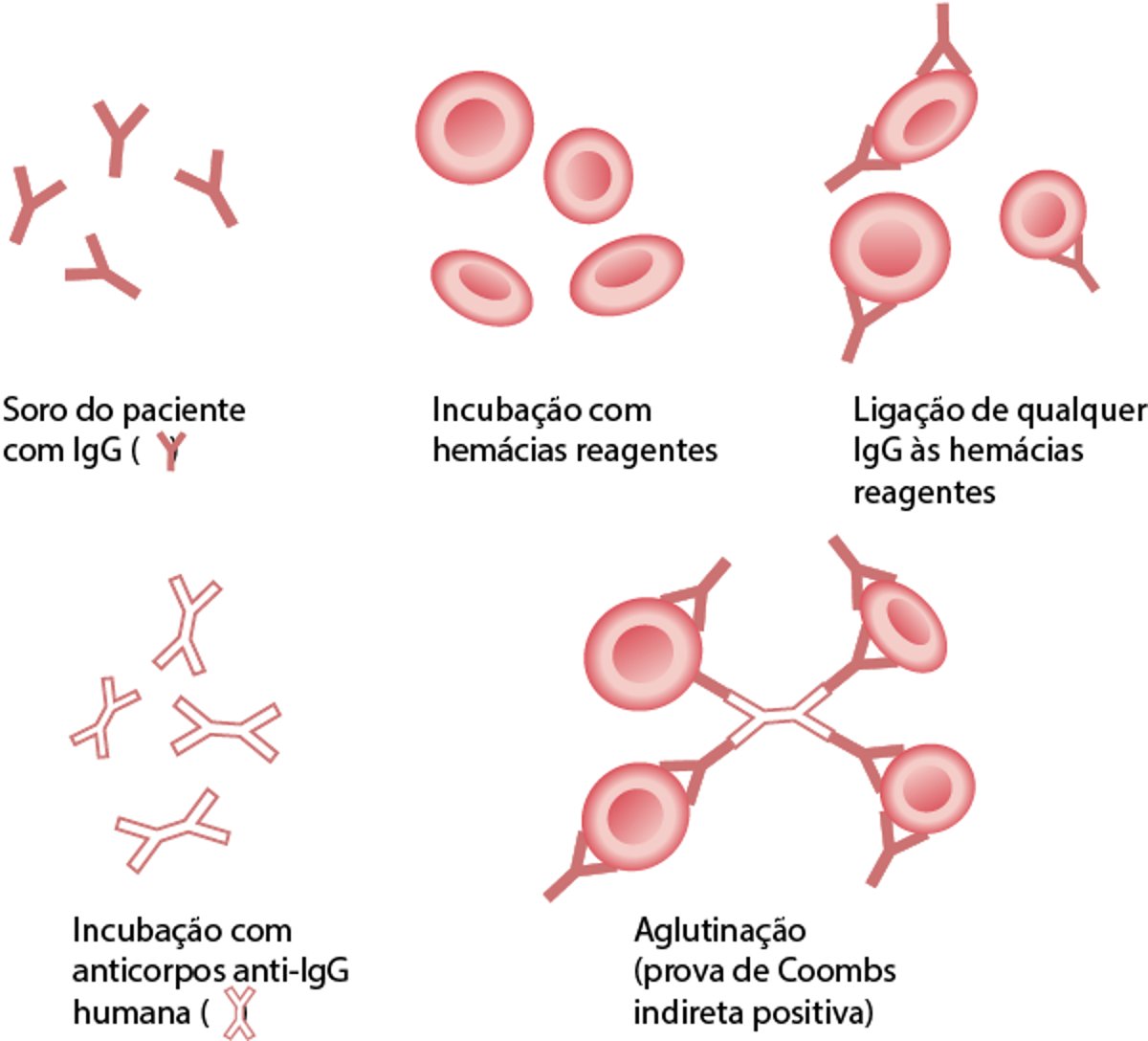 Teste indireto da antiglobulina (Coombs indireto)