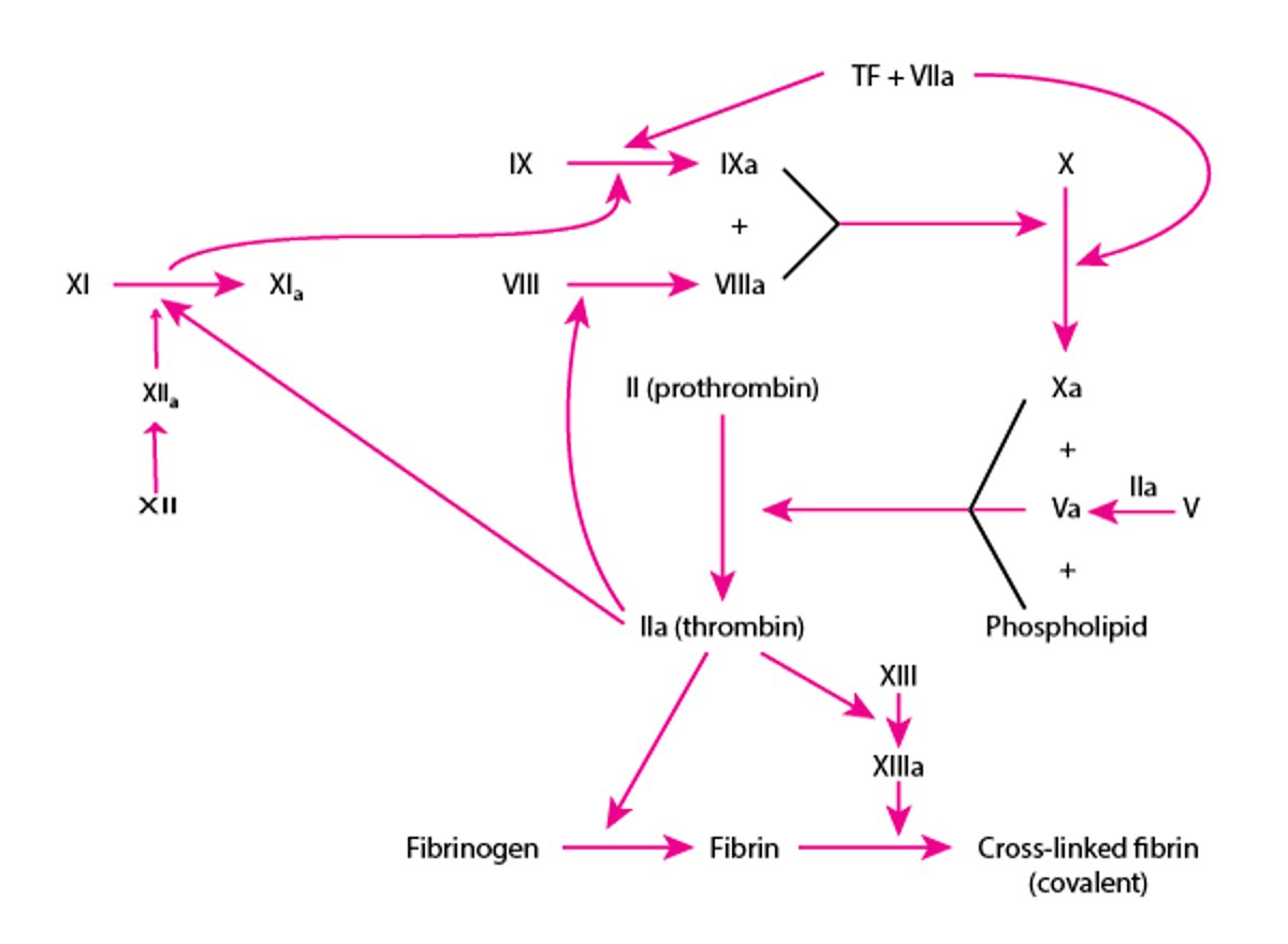 Pathways in Blood Coagulation