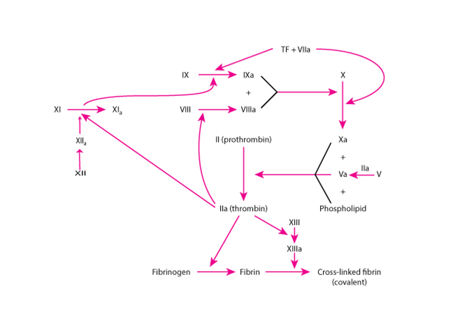 Pathways in Blood Coagulation