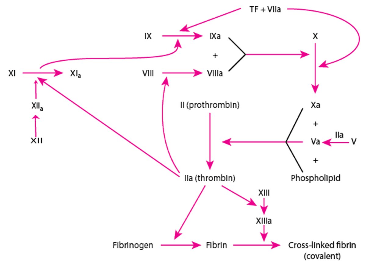 Vías de la coagulación sanguínea