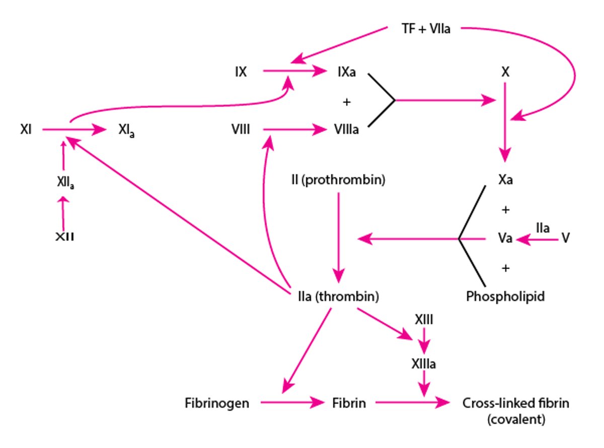 Voies de la coagulation