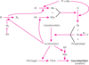 血液凝固経路