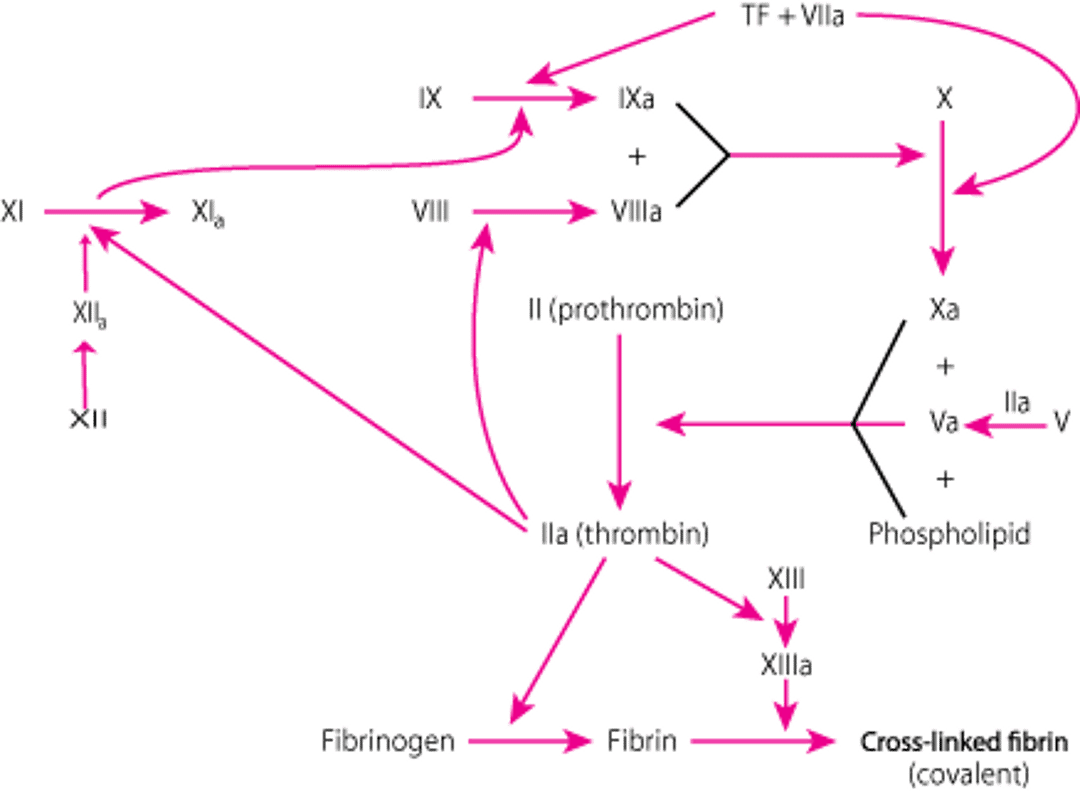 血液凝固経路