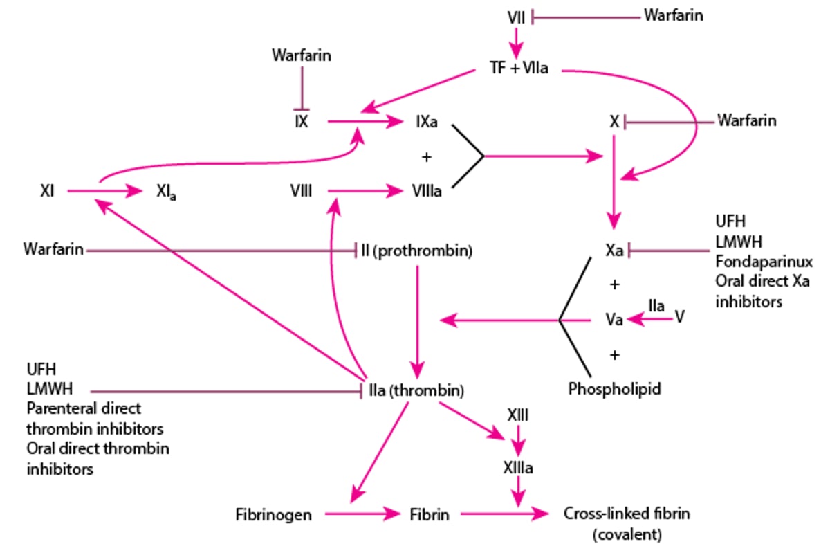 Anticoagulants and Their Sites of Action