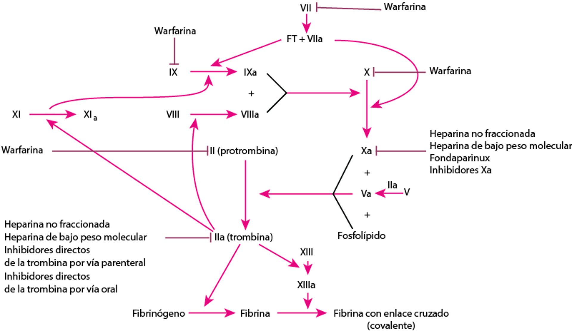 Anticoagulantes y sus sitios de acción