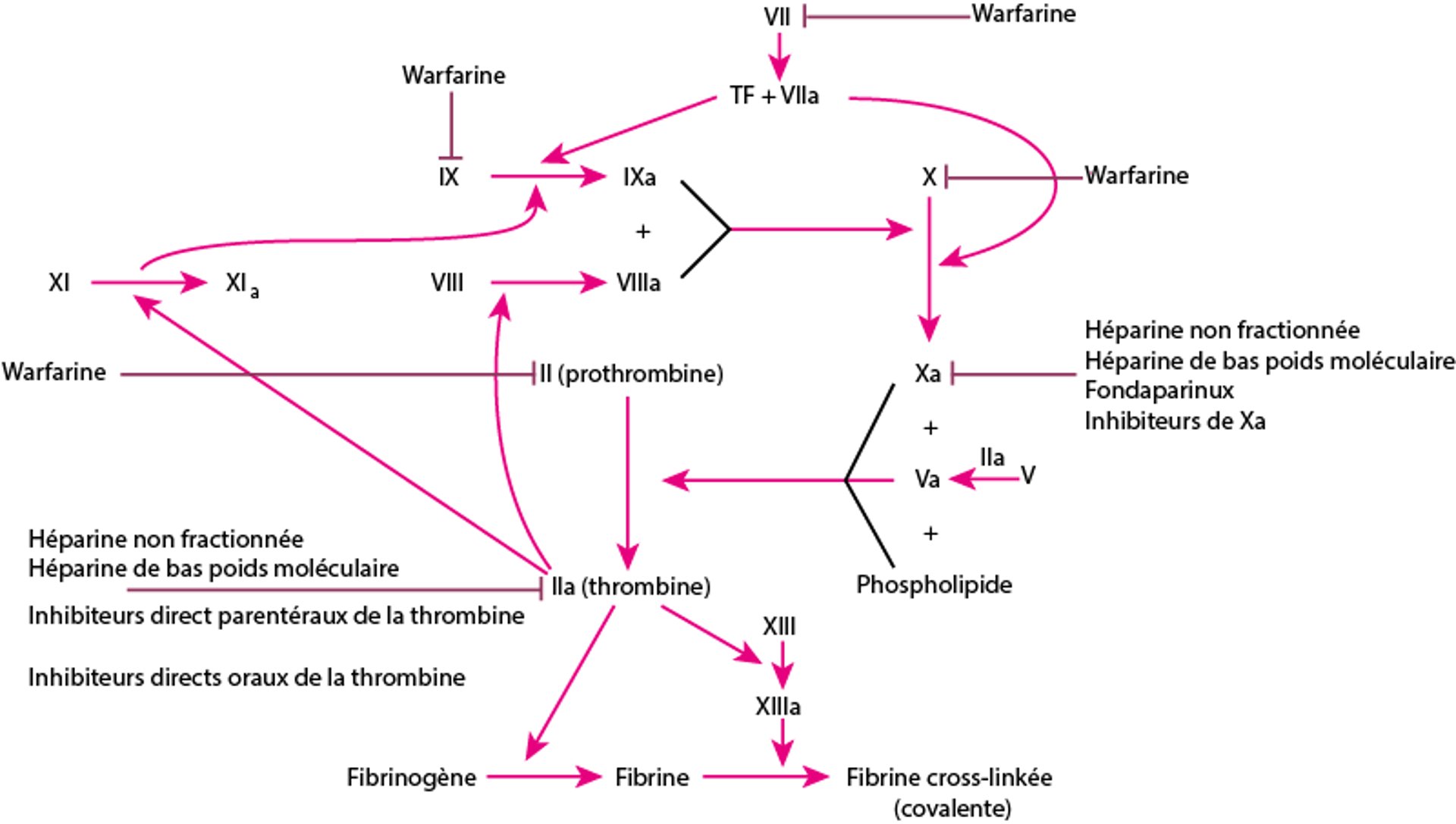 Anticoagulants et leurs sites d'action