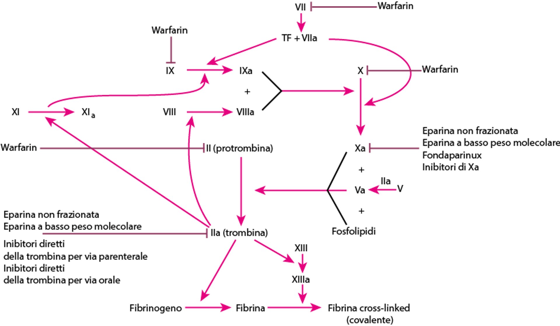 Anticoagulanti e i loro siti d'azione