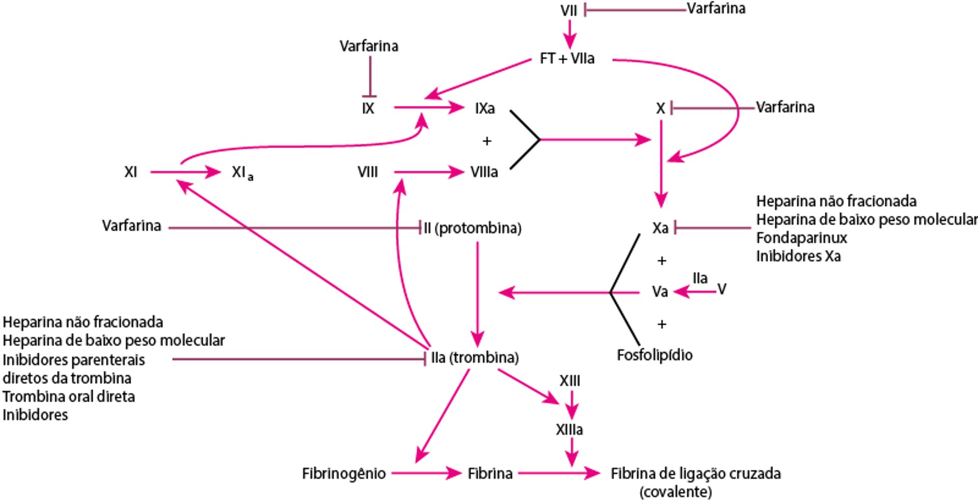 Anticoagulantes e seus locais de ação