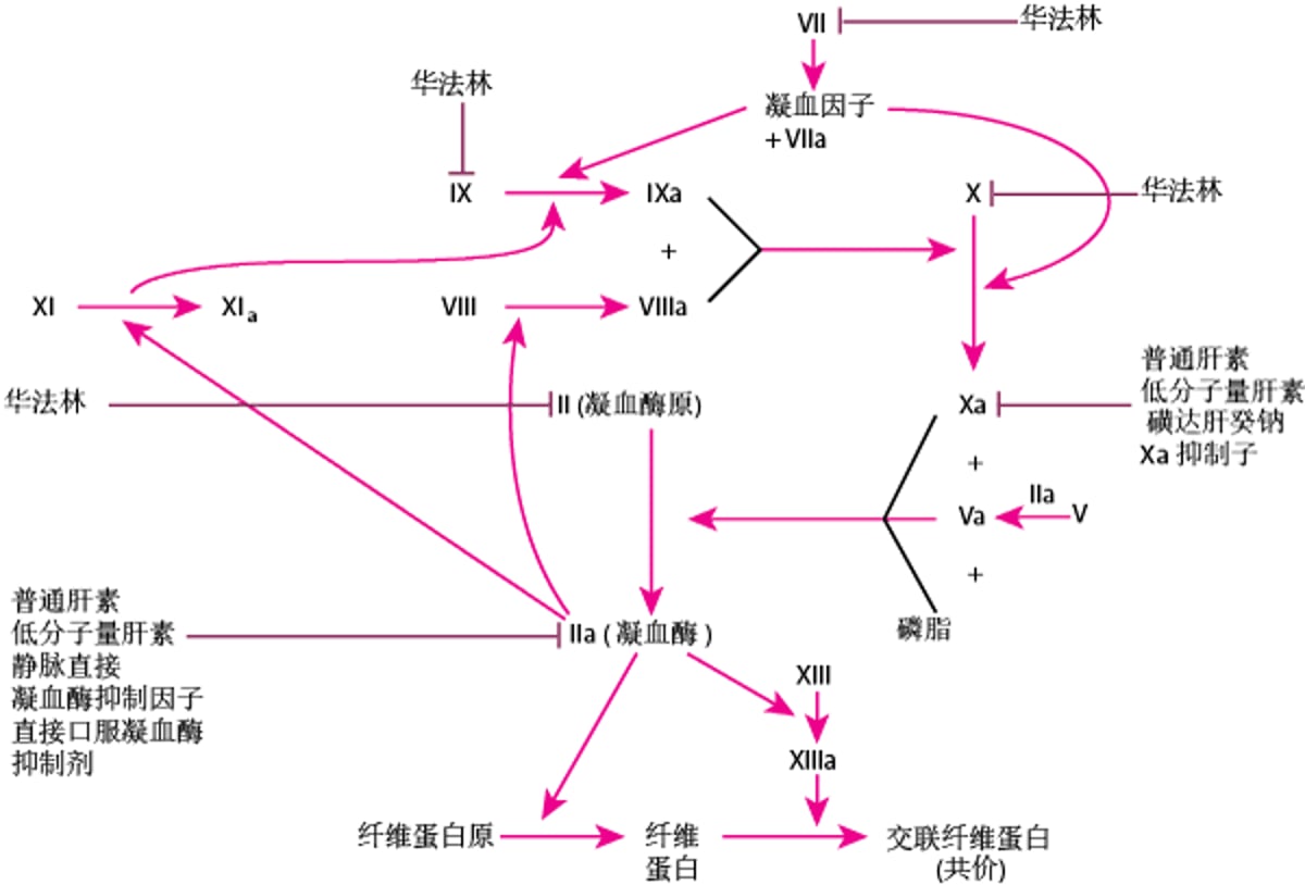 抗凝血剂及其作用位点
