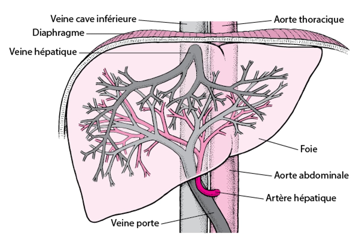 Approvisionnement en sang du foie