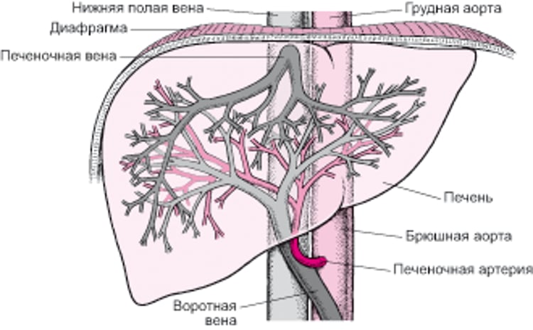 Кровоснабжение печени.