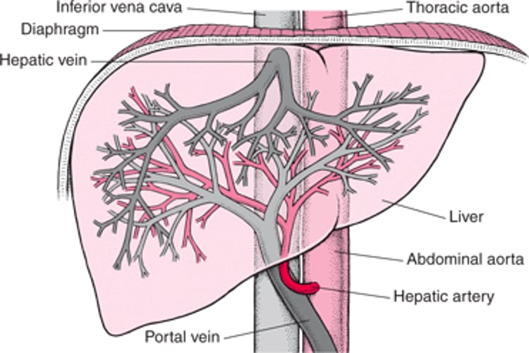 Кровопостачання печінки