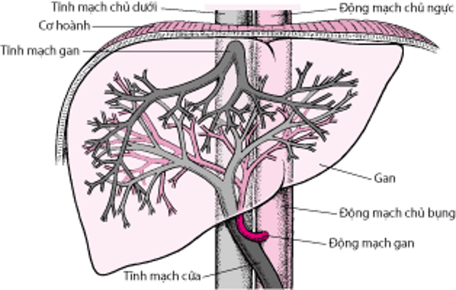 Cung cấp máu cho gan