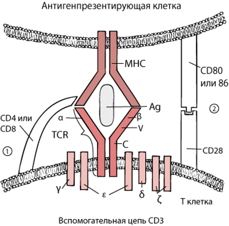 Обзор печени и желчного пузыря