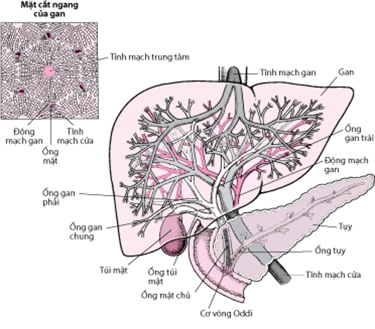 Hình ảnh gan và túi mật