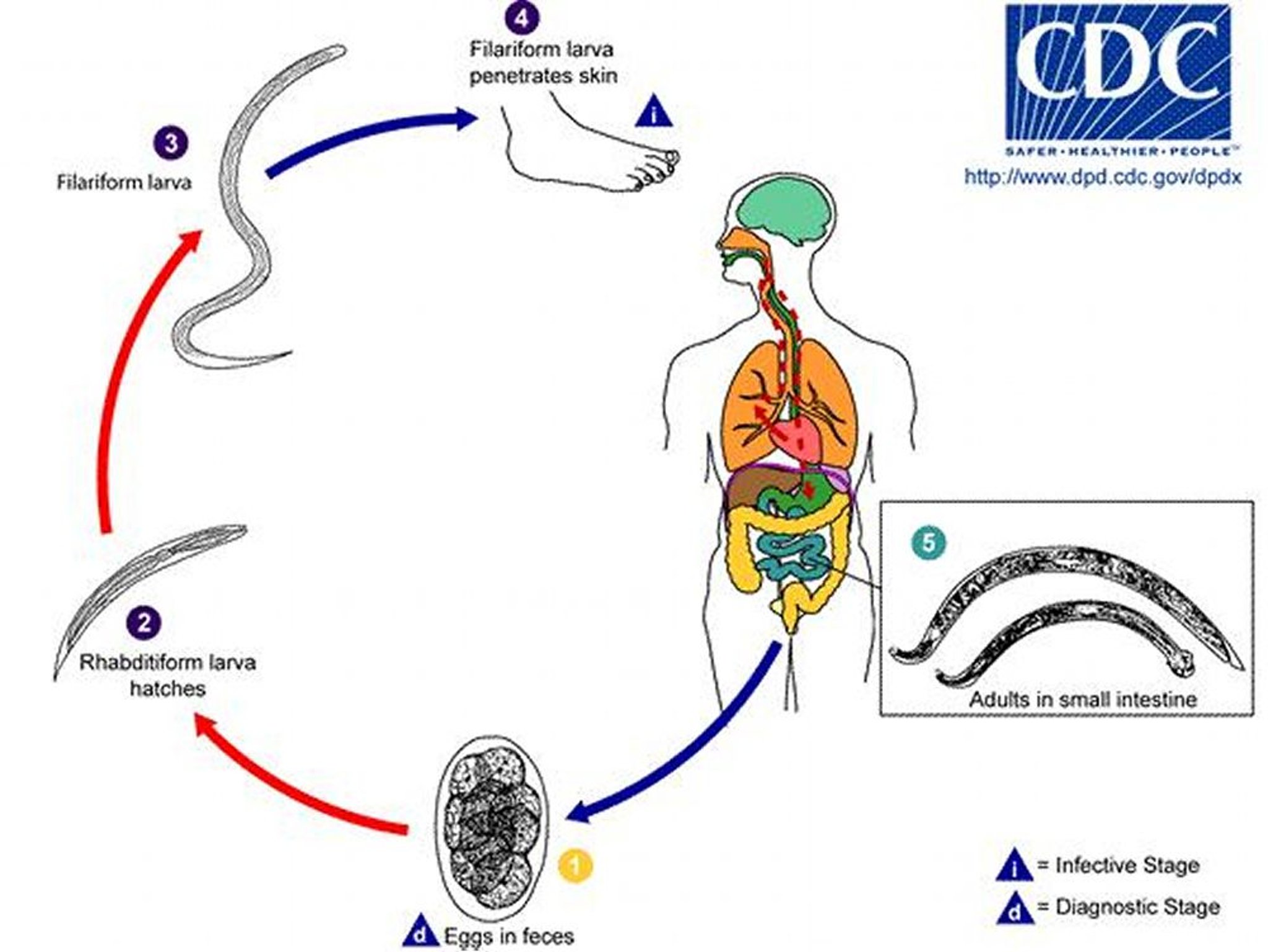 Ciclo di vita dell'anchilostoma