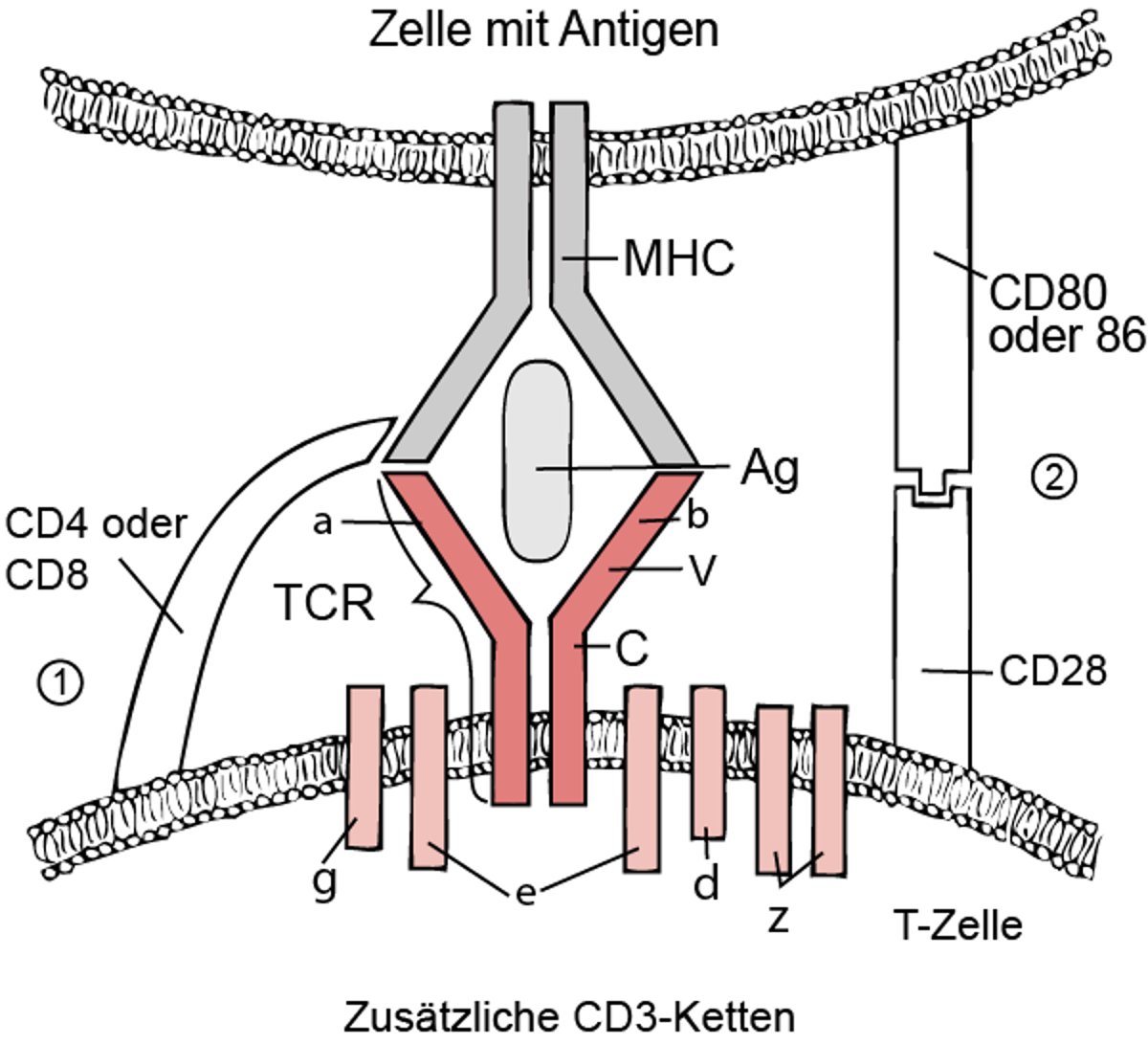 Zwei-Signal-Modell für die T-Zell-Aktivierung