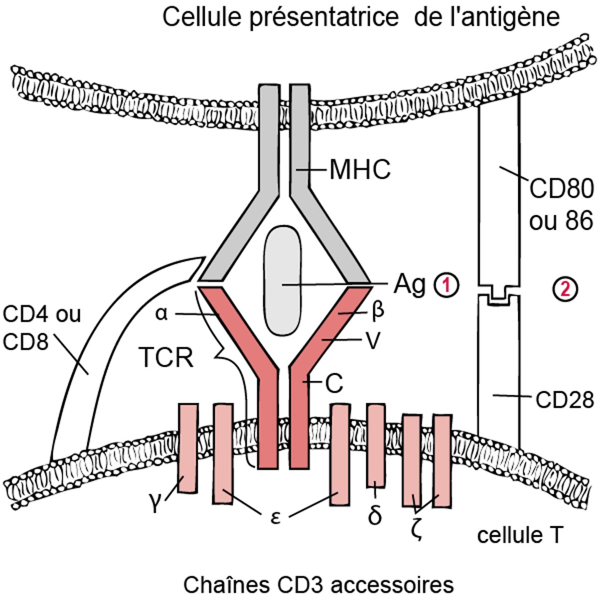 Modèle à deux signaux de l'activation des lymphocytes T