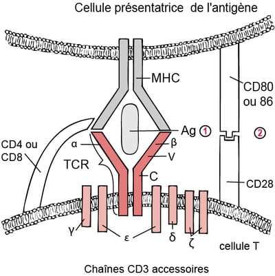 Modèle à deux signaux de l'activation des lymphocytes T