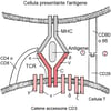 Ci sono due tipi di segnale per l'attivazione delle cellule T