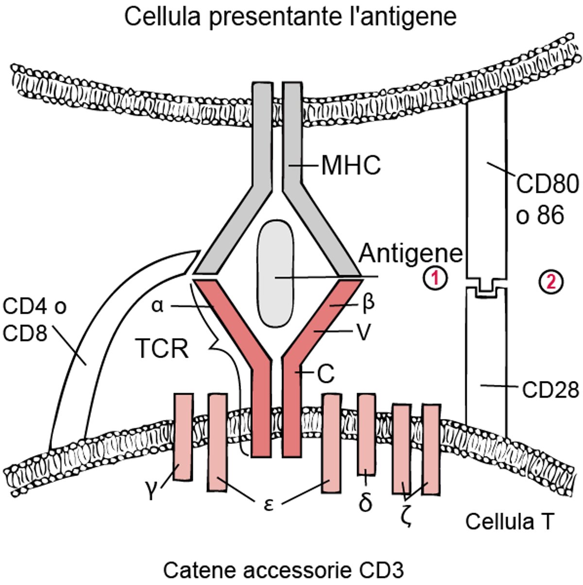 Ci sono due tipi di segnale per l'attivazione delle cellule T