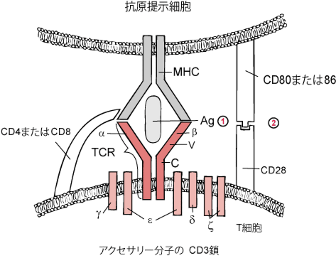 T細胞活性化に関する2シグナルモデル
