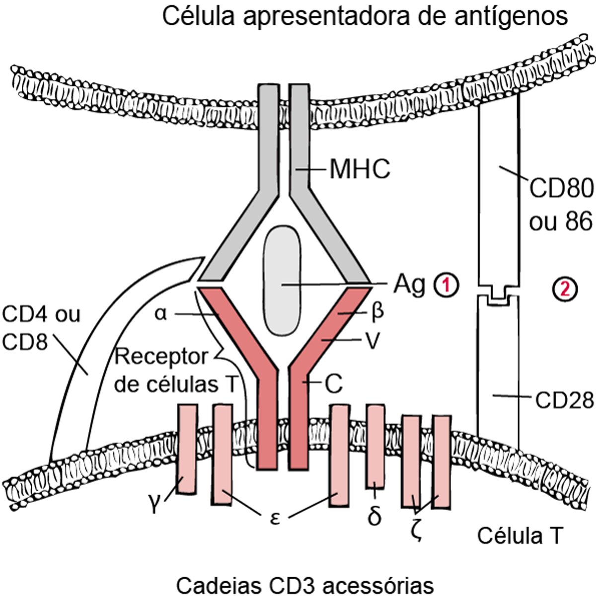 Modelo de dois sinais para ativação de células T