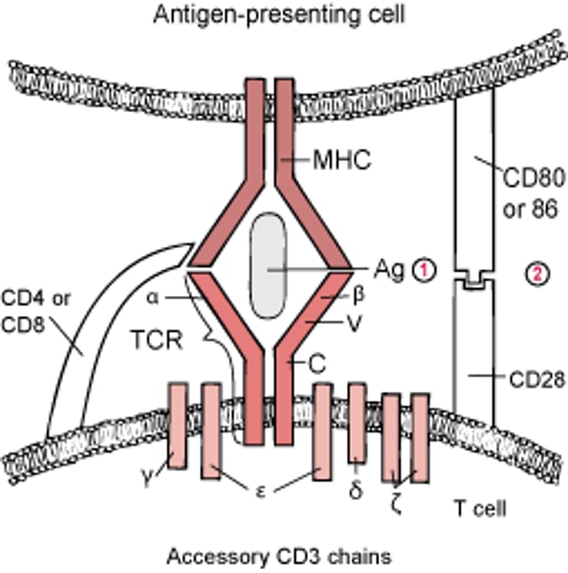 Двосигнальна модель для активації Т-клітин