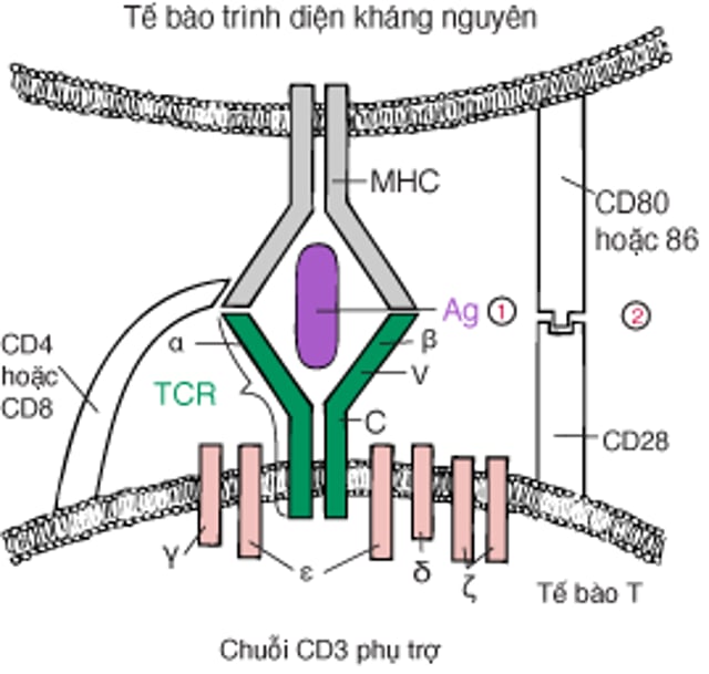 Mô hình hai tín hiệu để kích hoạt tế bào T