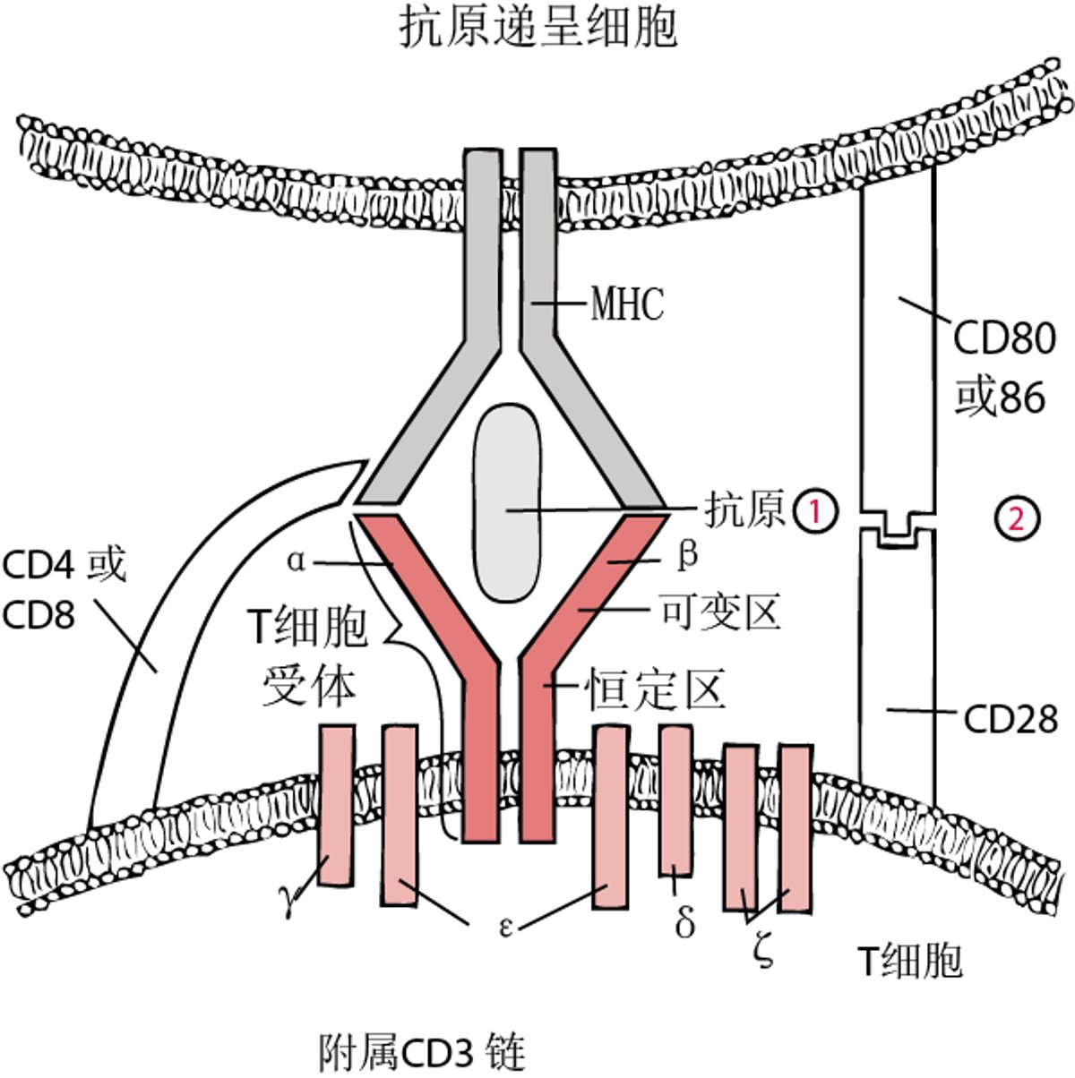 T细胞活化的双信号模式