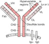 B-cell Receptor