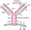 Receptor de célula B