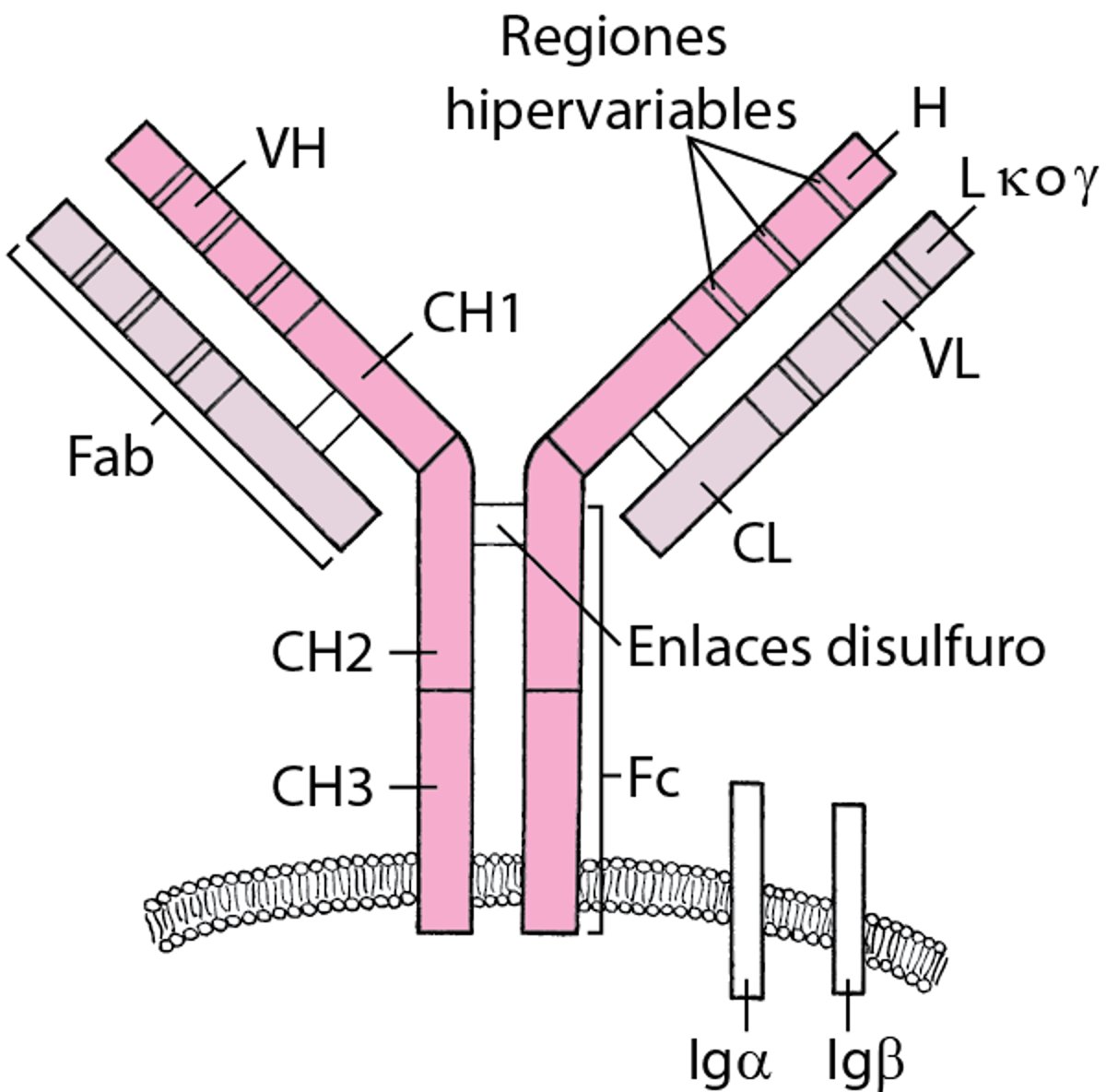 Receptor de célula B