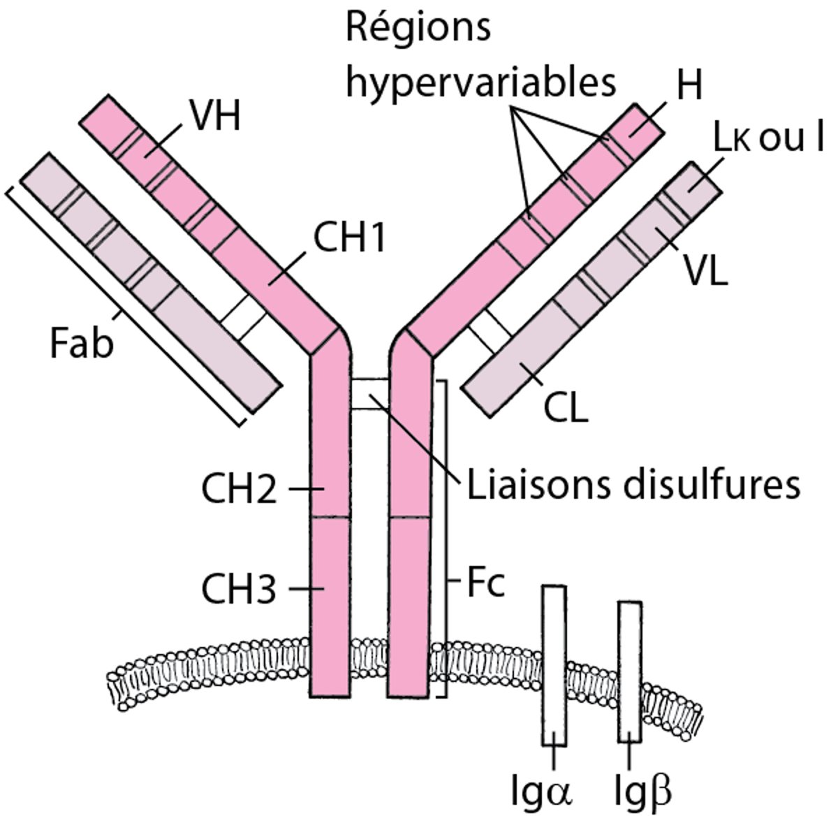 Récepteur du lymphocyte B