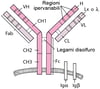 Recettore delle cellule B