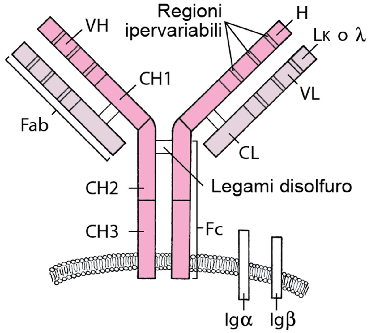 Recettore delle cellule B