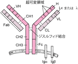 ImageB細胞受容体MSDマニュアル プロフェッショナル版