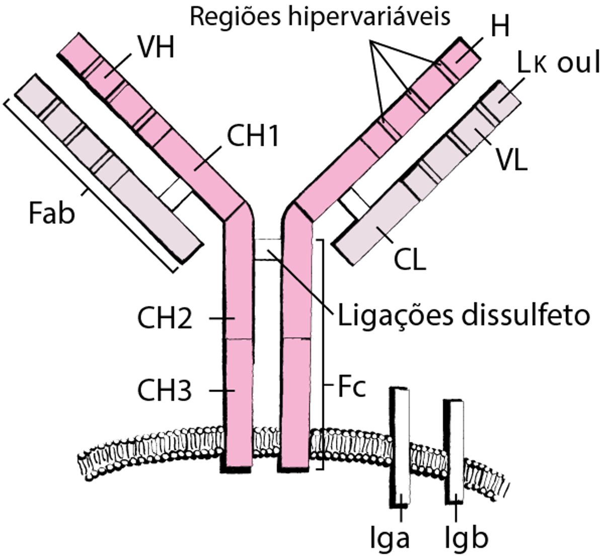 Receptor de células B