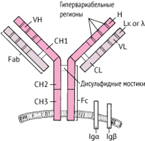 В-клеточный рецептор