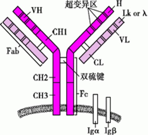 B细胞受体