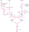 Complement Activation Pathways