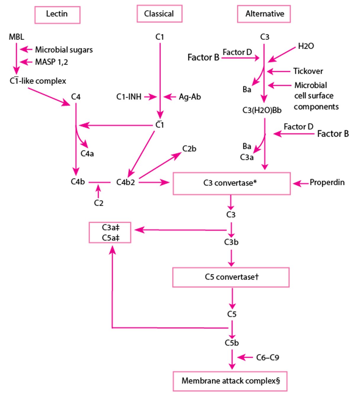 Complement Activation Pathways
