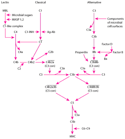 Complement Activation Pathways