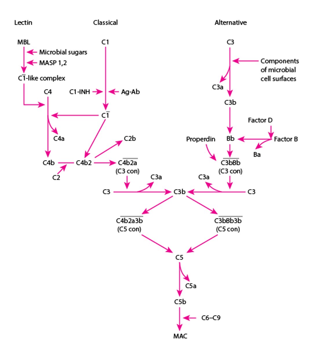 Complement Activation Pathways
