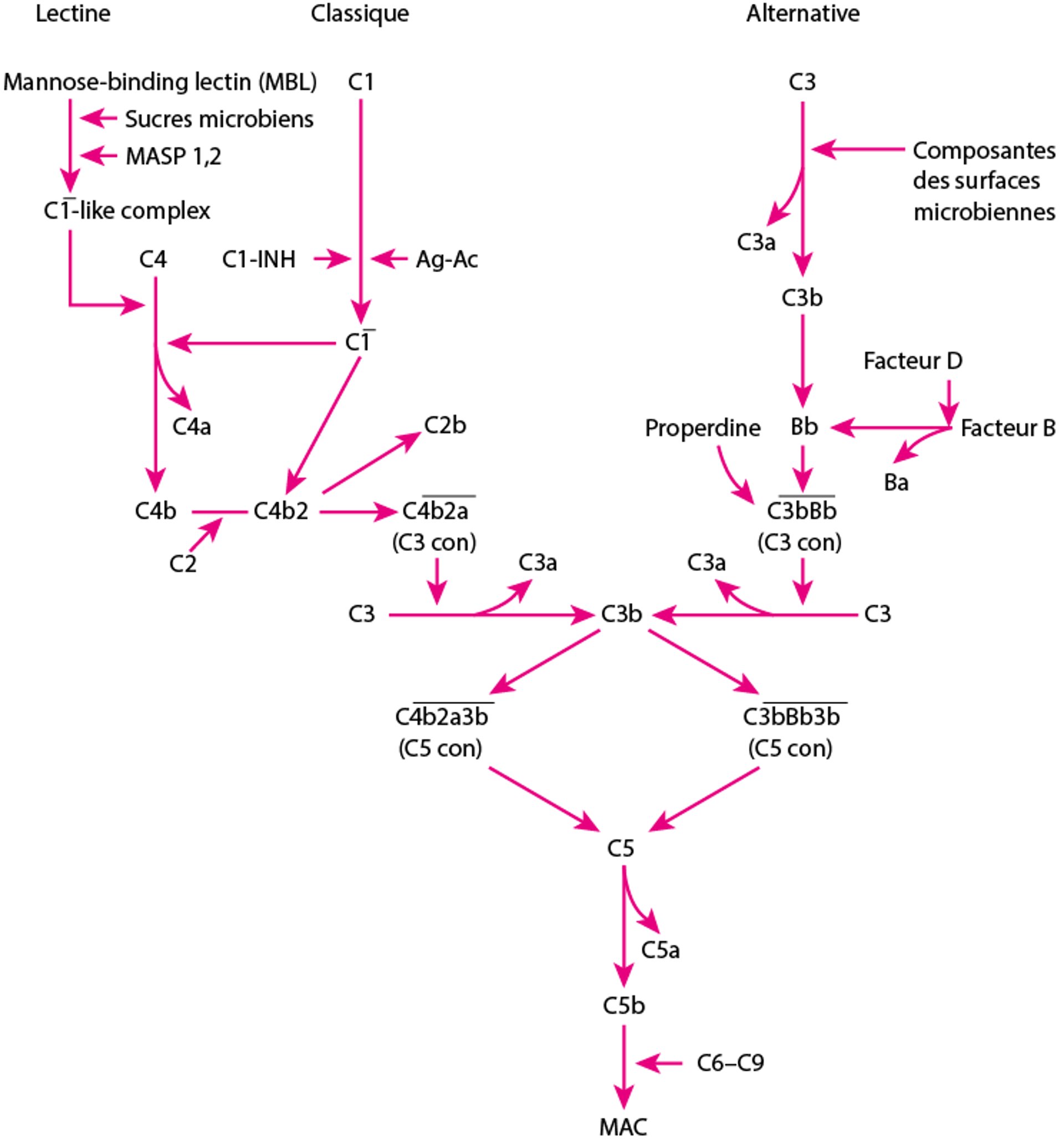 Voies d'activation du complément