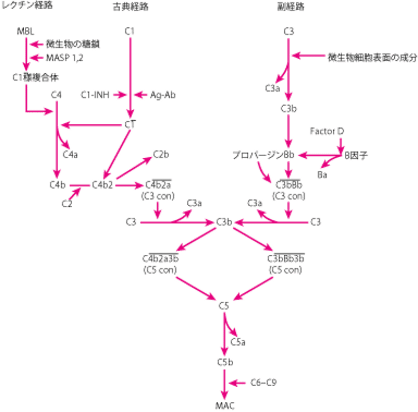 補体活性化経路